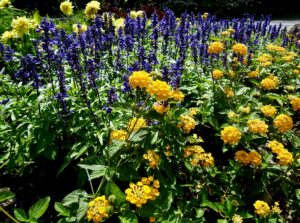 What’s blooming at WVBG
